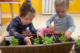 Dzieci wsadzają sadzonki do doniczki